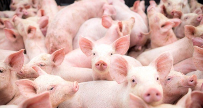 RS: associação de criadores de suínos vê ‘ano espetacular’ para o setor