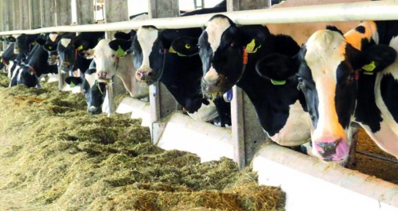 Embrapa: vaca em semiconfinamento produz até 10 litros de leite a mais