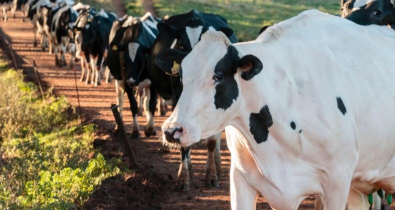 Leite: produtor do RS pode ter que vender animais por falta de alimento