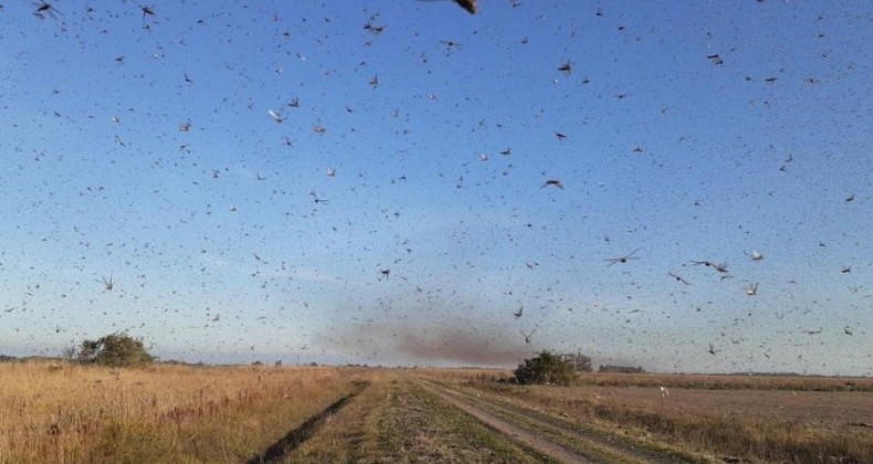 Nuvem de gafanhotos se desloca na direção do Uruguai, informa Argentina
