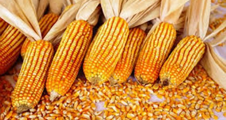 Preço do milho deve se estabilizar no mercado interno, diz Cogo