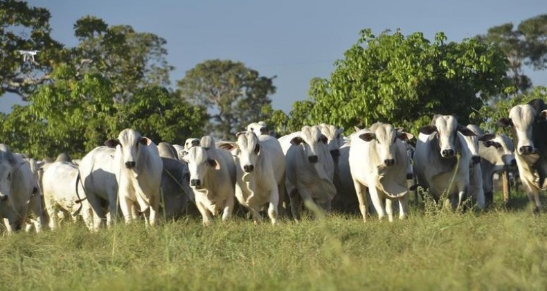 Preços do boi gordo sobem com final de safra atípico, aponta Safras