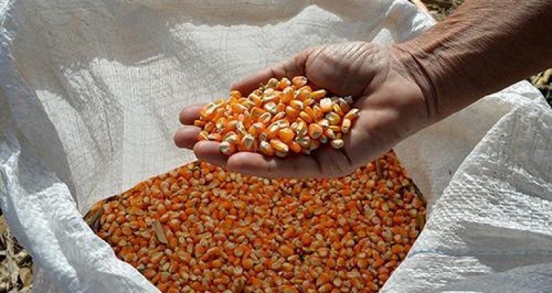 Projeto no semiárido vai distribuir 10 toneladas de sementes