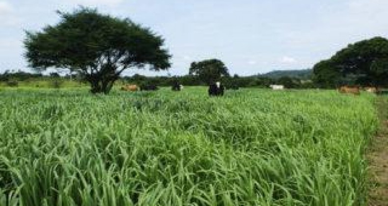 Corteva lança agroquímico com foco na sustentabilidade da pecuária