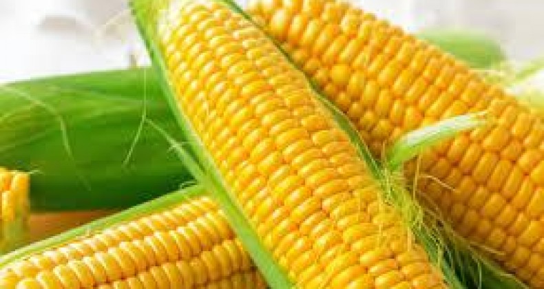Milho: USDA reduz projeções para safra e estoque dos EUA em 20/21