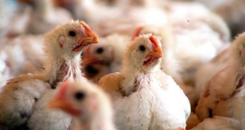 China detecta o novo coronavírus em frango importado do Brasil