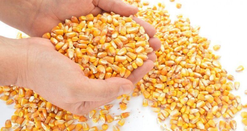 Preço do milho vai subir mais? Confira as perspectivas para esta semana