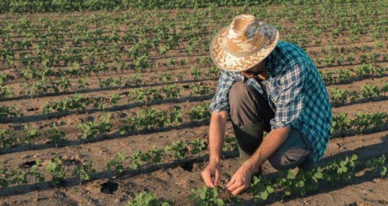 Senado aprova pacote de ajuda emergencial a pequenos produtores