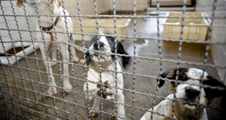 Adoção e abandono de animais domésticos aumentam durante a pandemia