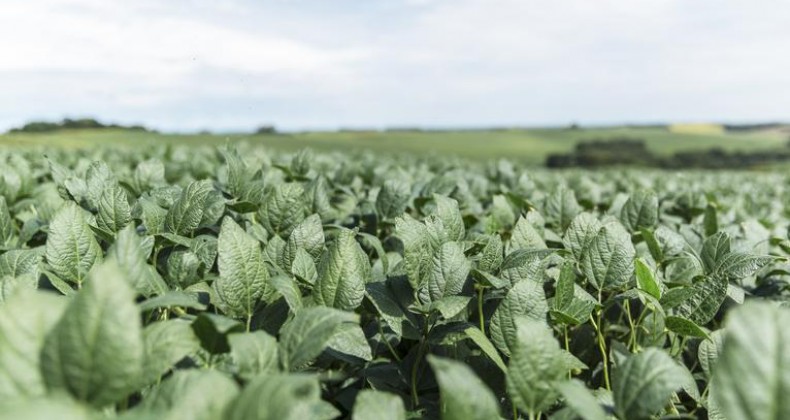 Clima coloca 2ª safra em risco, mas produtores preferem focar na soja