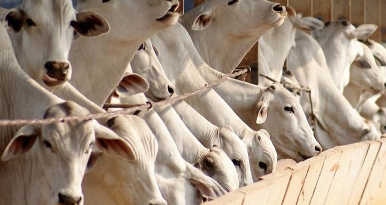 Estudo apresenta dieta bovina mais econômica e ecológica; veja detalhes