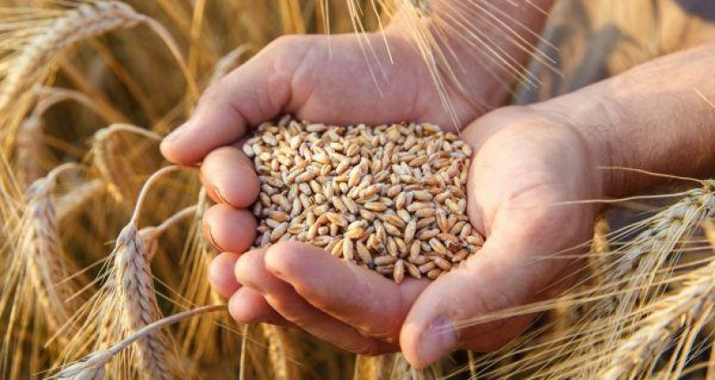Trigo: preços sobem no Brasil mesmo com colheita no PR e no RS