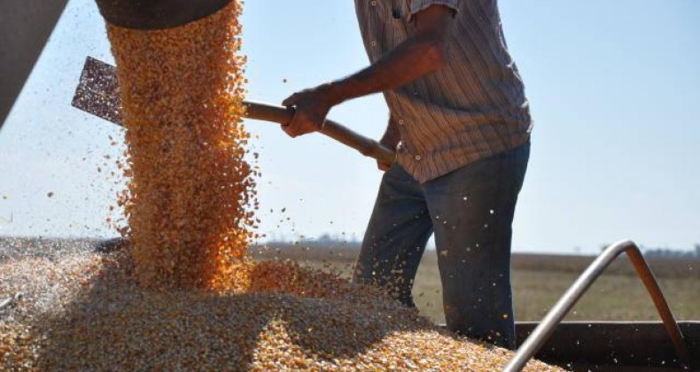 Milho: oferta aumenta no Brasil, mas preços permanecem estáveis