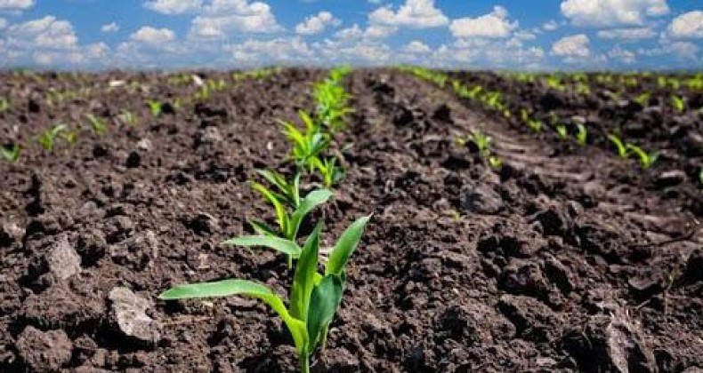 Plantio de milho de verão atinge 75% da área no Rio Grande do Sul
