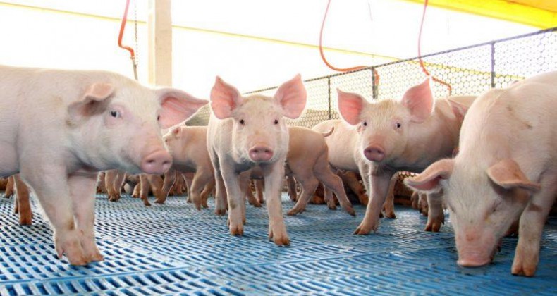 Suínos: com alta dos custos, produtor perde R$ 25 por animal abatido