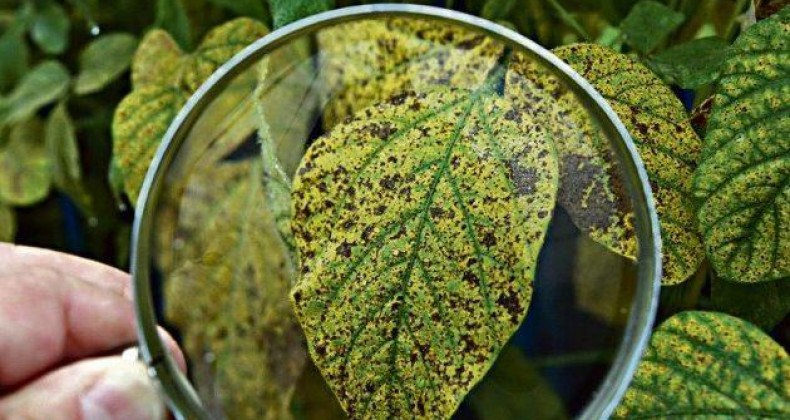 Até janeiro: Brasil já registra 23 casos de ferrugem asiática na soja