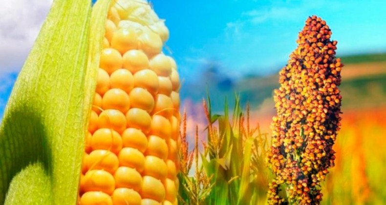 CMN eleva oferta de crédito para milho e sorgo na safra 2021/22