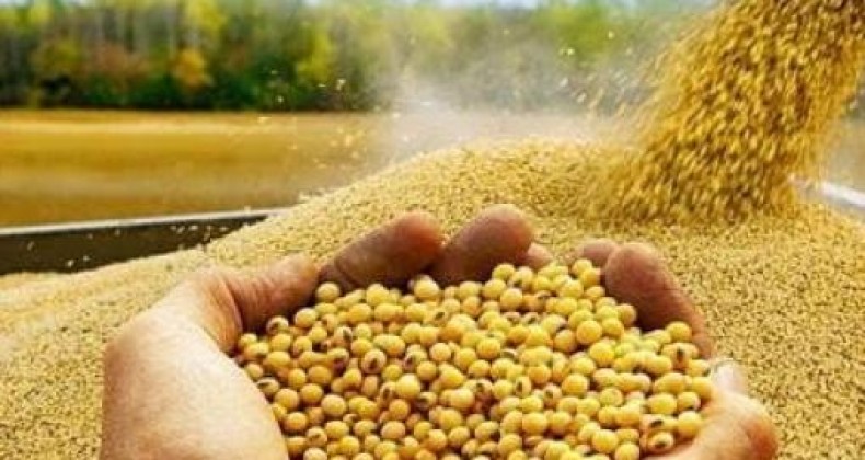 Soja: veja o que pode mexer com os preços na próxima semana