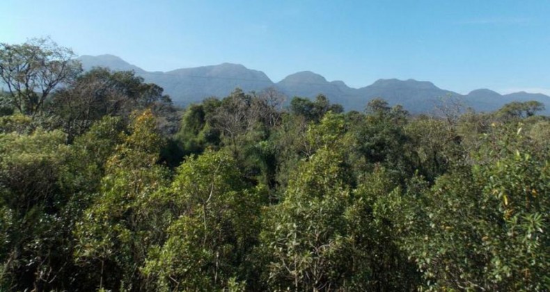 Desmatamento de Mata Atlântica cai 9% no país em 2020