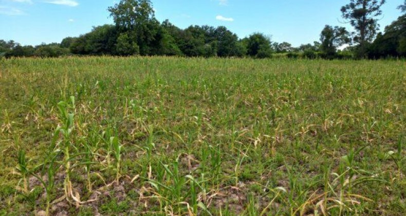 Governo do Rio Grande do Sul define ações no combate à seca