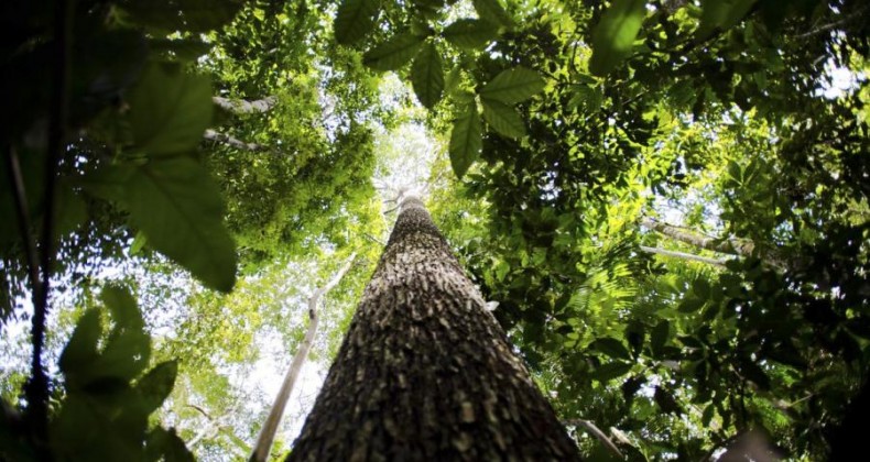 Consulta pública recebe sugestões para produção de carbono verde