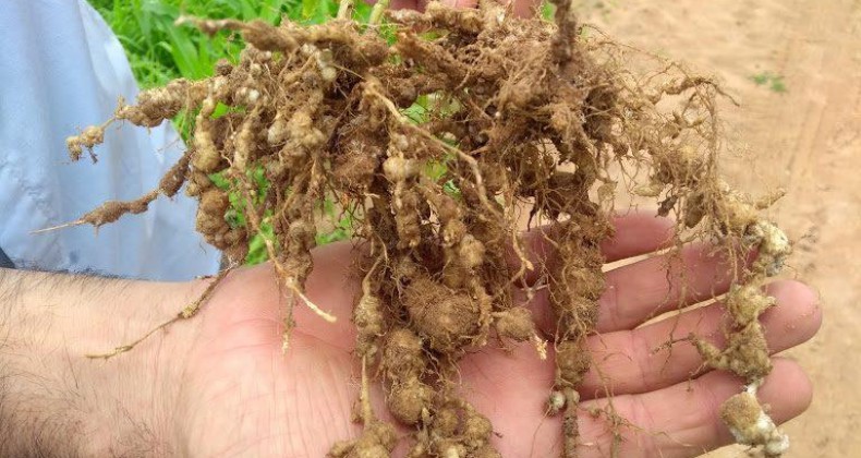 Parasita causa prejuízo de R$ 65 bilhões na soja brasileira