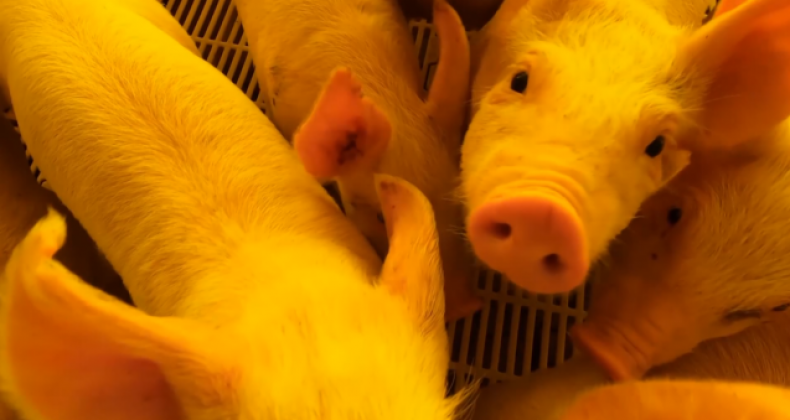 Suinocultura: setor segue em alerta com custos de produção em 2023