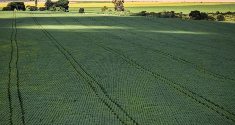 Em menos de quatro décadas, área destinada à soja cresce nove vezes