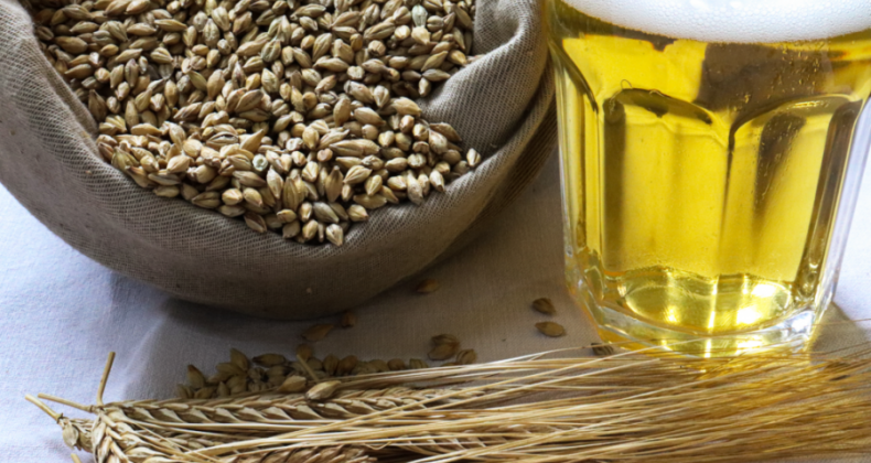 Mais de 90% da cevada do RS deve atender a indústria cervejeira