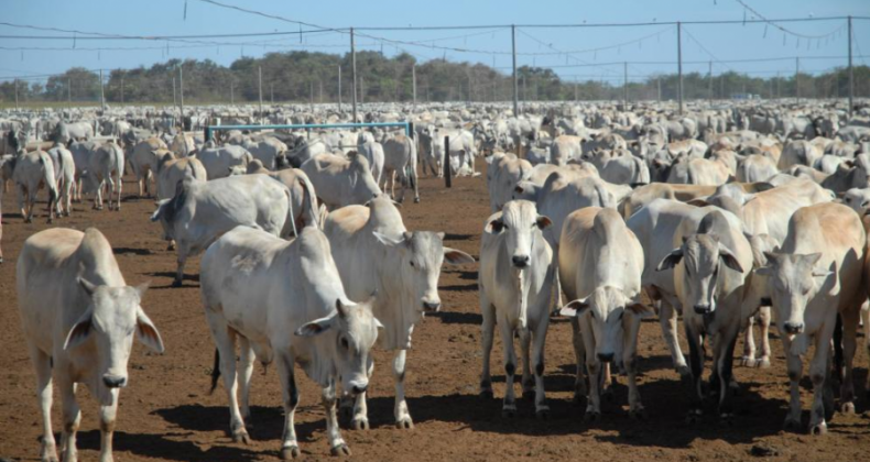 Pecuaristas estudam como amenizar a queda da arroba do boi