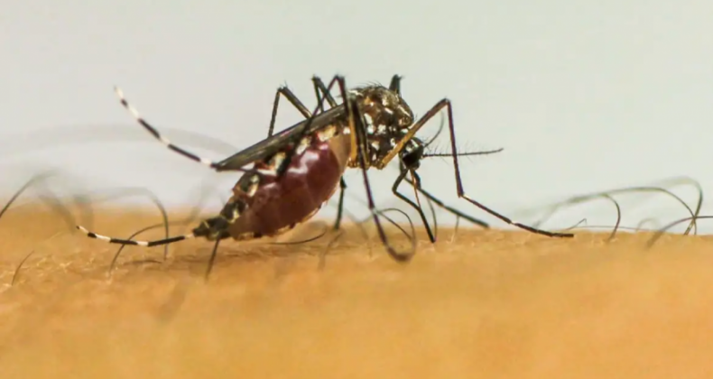 Vírus da chikungunya afeta crianças e adolescentes e deixa sequelas
