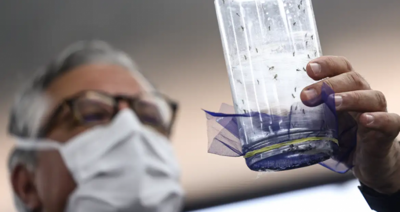 Fábrica de mosquitos oferece tecnologias para redução da dengue