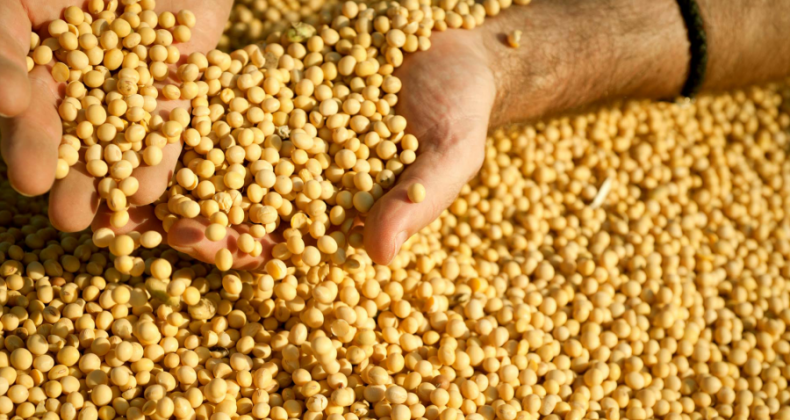 Atuais patamares de preços da soja inviabilizam produtores americanos e argentinos podendo
