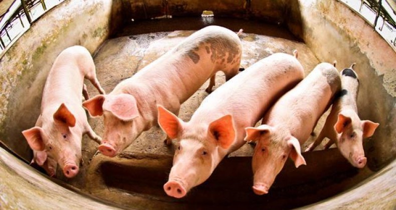 Exportação de carne suína cai 18,9% no primeiro semestre