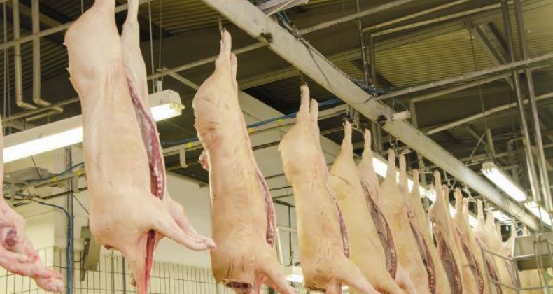 Exportações de carne suína caem 45% em junho, aponta ABPA