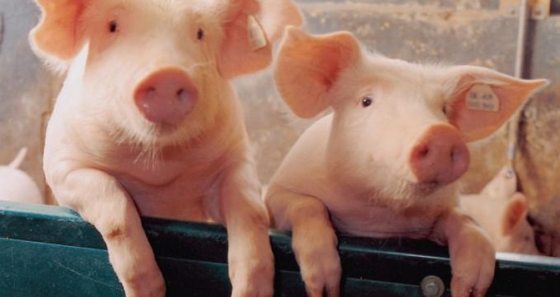 Peste suína na China oferece oportunidades mas também põe Brasil em alerta