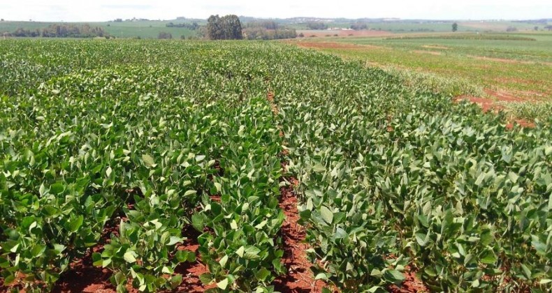 CTNBio aprova uso comercial de soja transgênica tolerante à seca