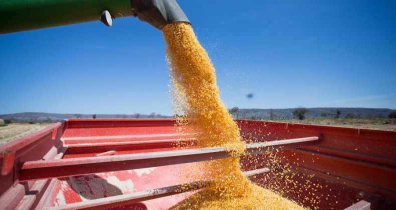Exportação de milho em abril quase quadruplica em relação a abril de 2018
