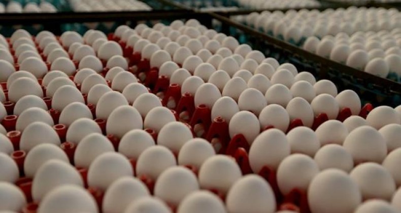 Produção de ovos tem primeira queda em 22 anos, aponta IBGE