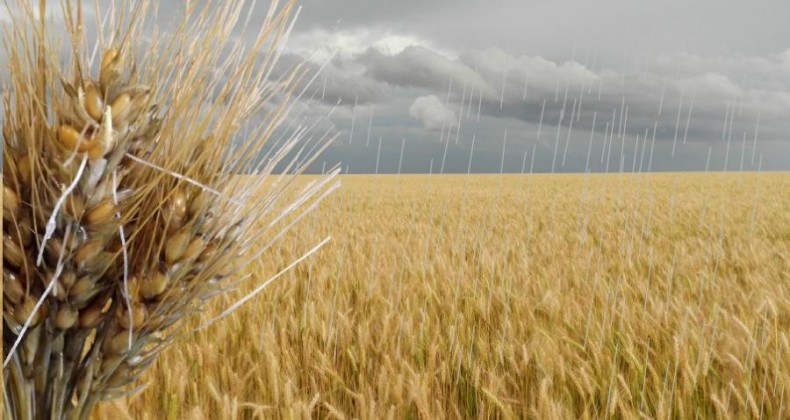 Emater: plantio de trigo atinge 88% no RS; 97% da área está em germinação
