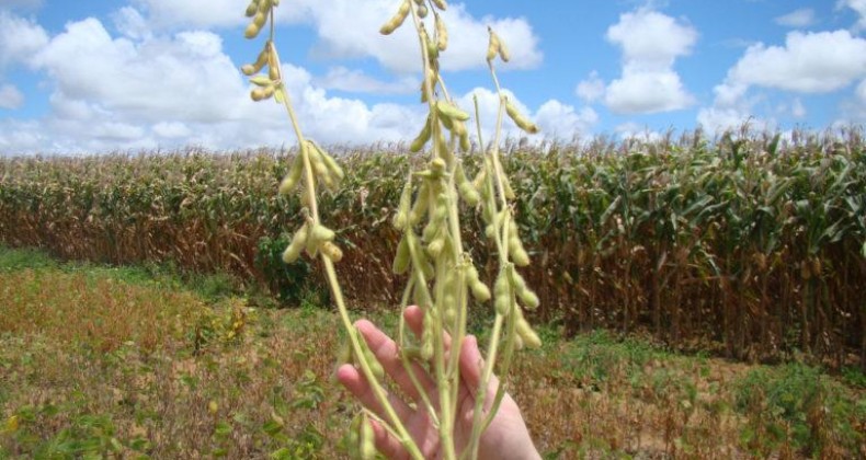Entenda a importância da densidade de semeadura na produtividade da soja
