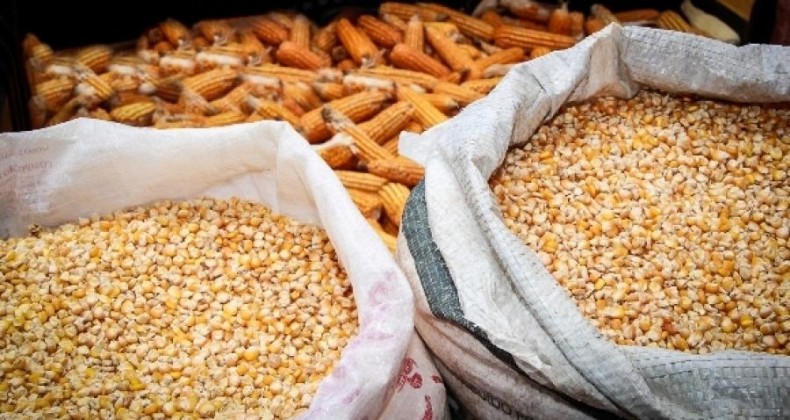 Mercado de milho: veja o que pode afetar as cotações nos próximos dias