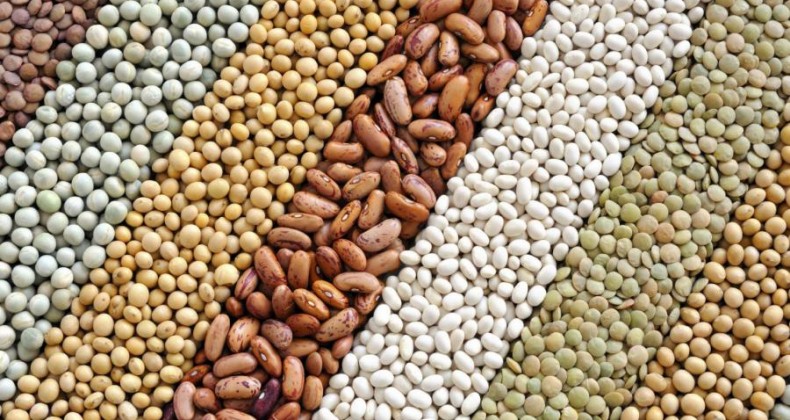 Qualidade de sementes é tema do 1º Fórum Soja Brasil nesta sexta, dia 26