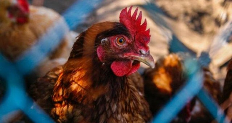 Embrapa: conheça os tratos básicos para pequenas produções avícolas
