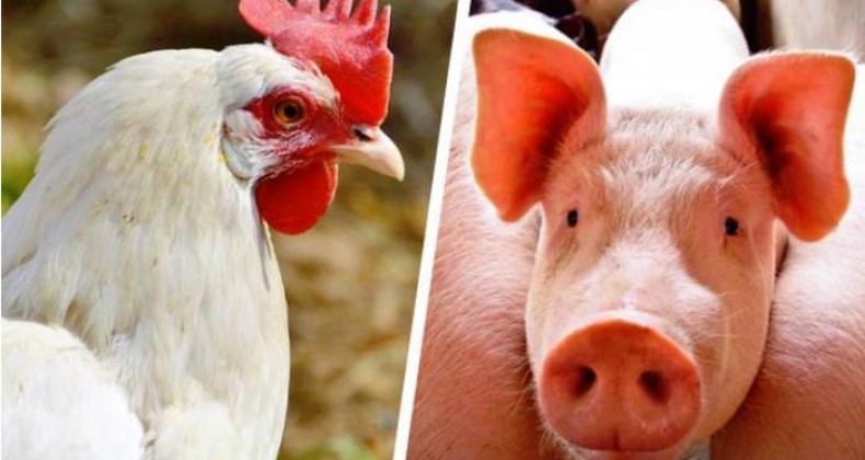 Embrapa: Custo de produção de frangos de corte dispara 6,4% em abril