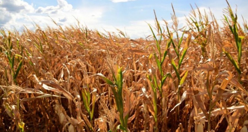 RS: estiagem faz produção cair 45% na soja e 31% no milho