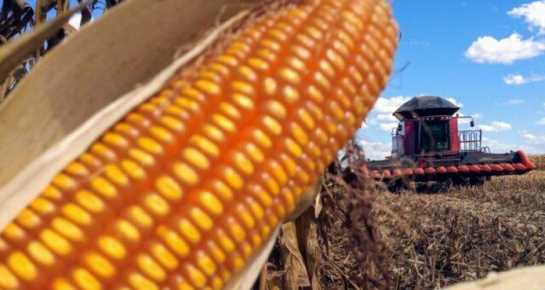 Negociação histórica: Brasil já comercializou 35% da safra de milho 2020/2021