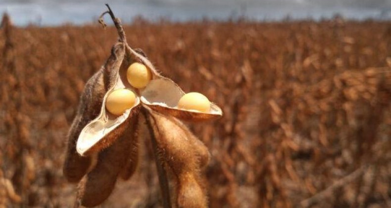 Soja: Brasil pode colher até 166 milhões de toneladas em 2028/2029, diz Fiesp