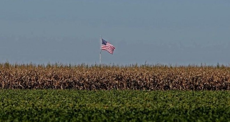 Milho: EUA atrasam plantio e Chicago sobe 2,53%