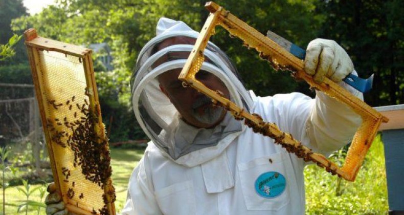 Manejo adequado reduz a exposição de abelhas a inseticida, diz estudo
